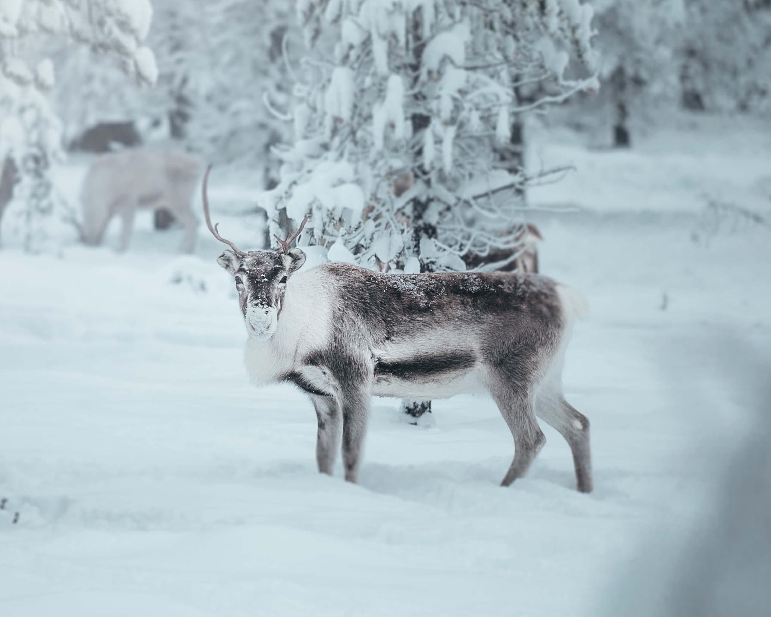 IdreFjall_natur_86.jpg